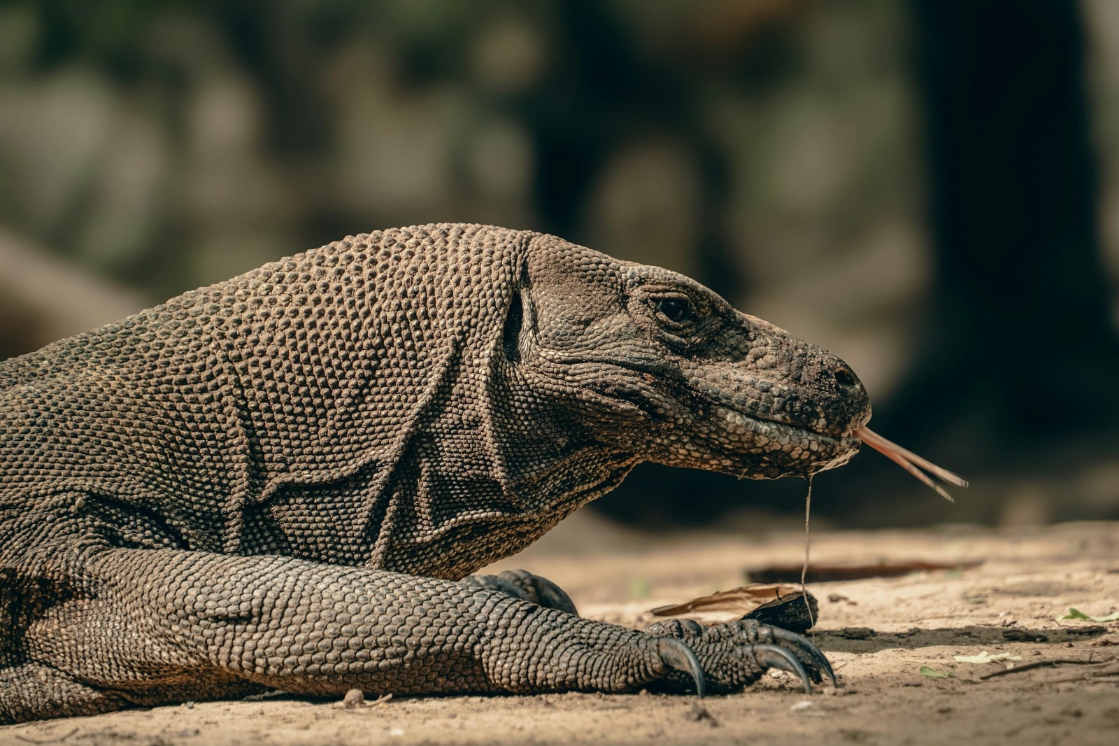 Komodo Dragon by dennis schmidt